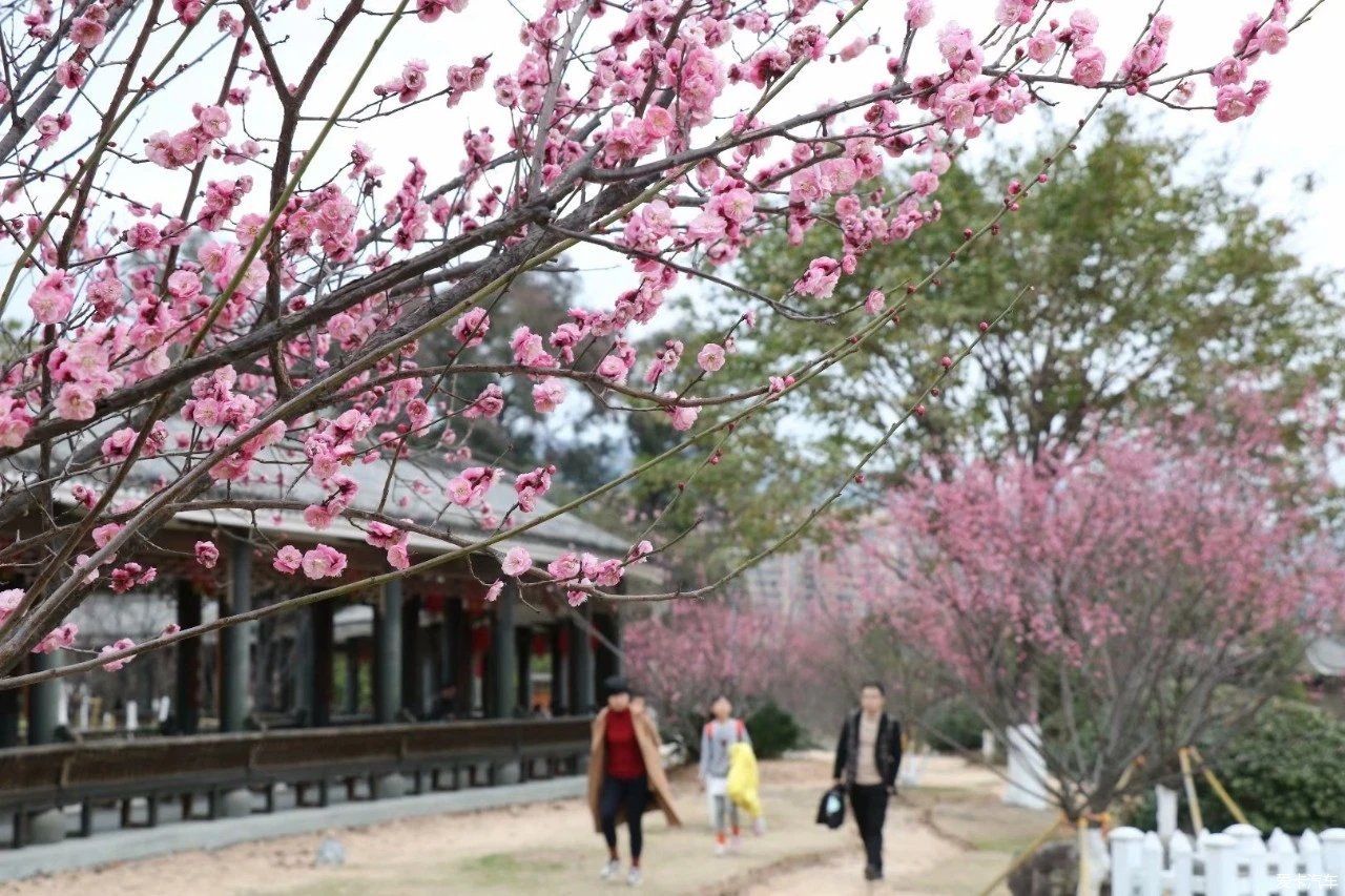 傲雪|梅花竞相开放了