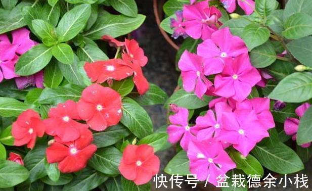 摇钱树|老人言:四种花草门前种,财富到家不是梦,指的是哪四种花