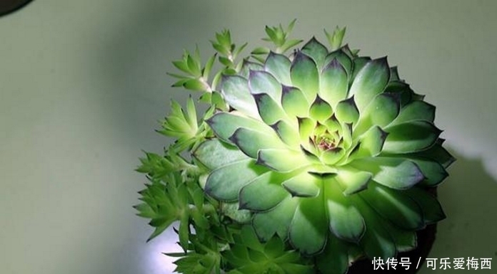 小花头|观音莲照这个方法养护,小花头冒不完,太壮观了!