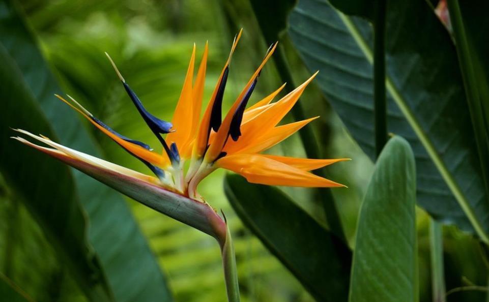 茉莉花|适合夏天养的6种花，越热长势越旺盛，懂花的人都养了