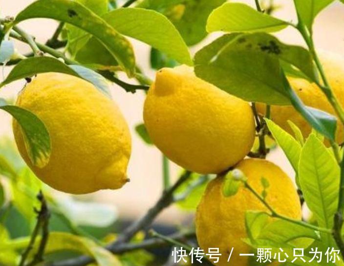 4种“杀菌花”,冬天养几盆,清香漂亮,空气清新,家里人少生病