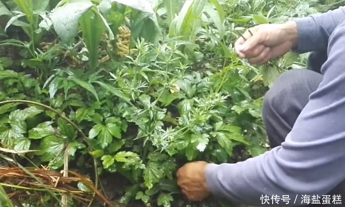 這草長得平凡卻有大價值,既食用還是好藥材,市面得20元一斤