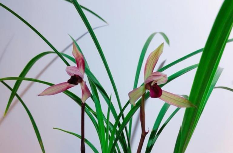 春兰|春兰滇红素,顶级品种,红花浓香,被誉为兰花界的常青树