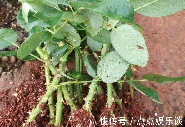 2种花“太名贵”,想养不用买,剪1段“小枝”就能扦插,生根快!