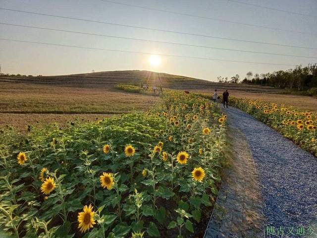 金色季节之温榆河公园西园（上）， 万朵葵花向阳开