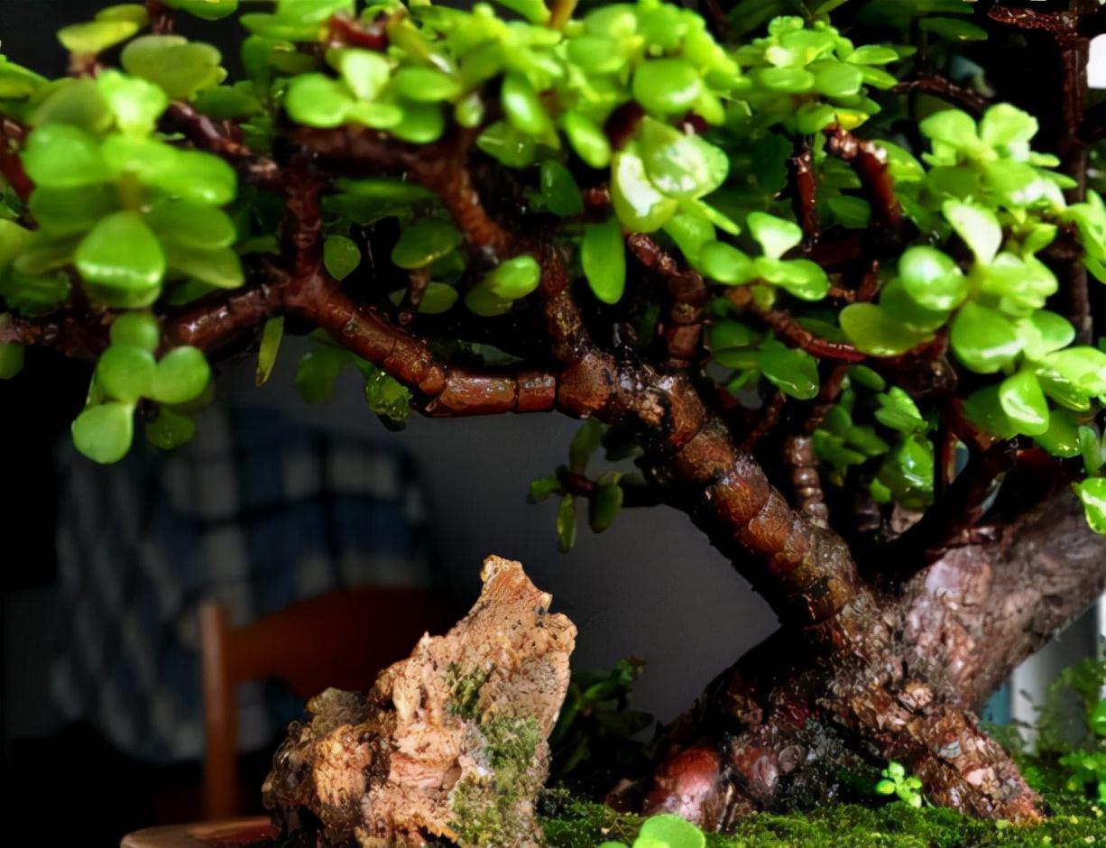 长寿花|天气冷，六种花要干养，少水多晒才健壮，养成老桩更旺家