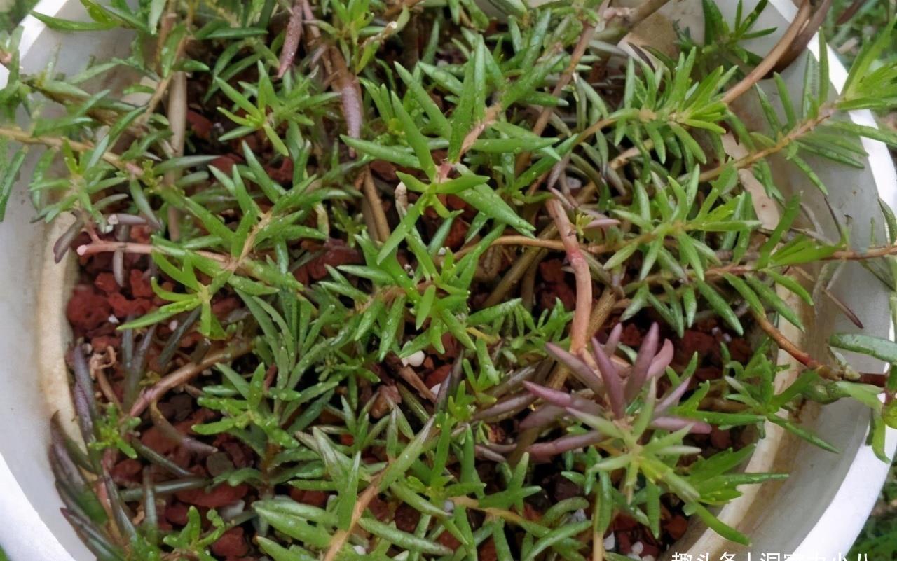 养花在“精”不在多，试试这“三种花”，入春开出一片花海