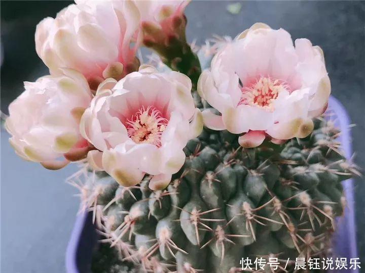 3种花不用“扦插”,花开完等俩月,半年变成“养花大户”!