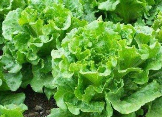 莲藕|4种蔬菜,宁愿不吃也别碰,寄生虫成“堆”,吃过几种