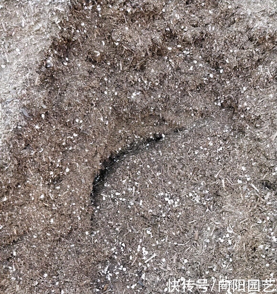 营养|好的花土，满足这些条件，疏松，透气，营养，保水，方可养好花