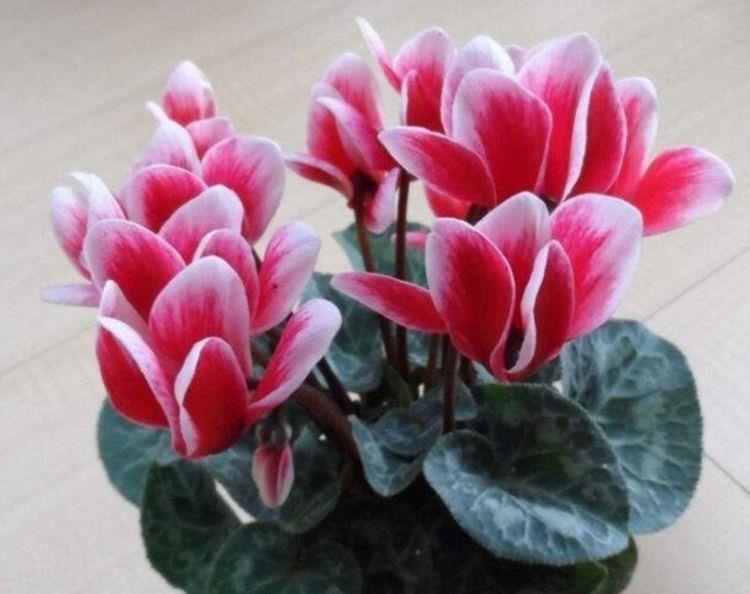 4种花很耐养，沾土就能活，呼呼开花，对待新手很友好