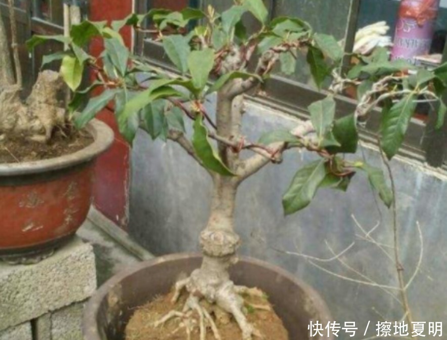 养桂花也需要技巧，掌握这些要点，才能四季油绿，开花香满屋