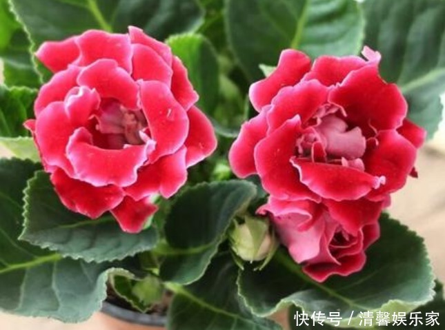 此花花大色艳，花姿妖娆仿佛是从画中而来，寓意为华美与欲望