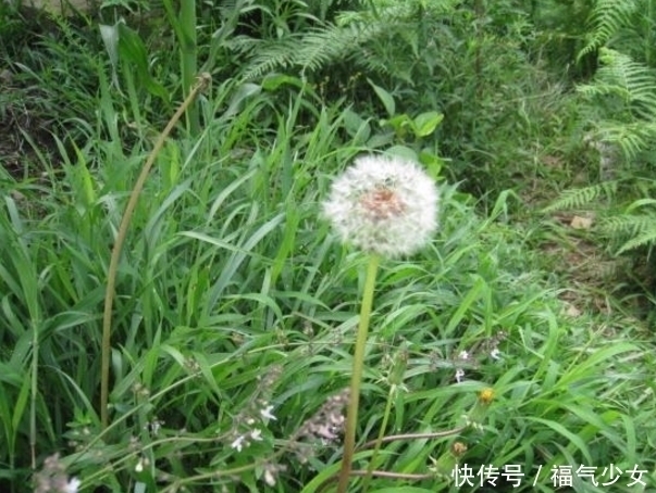 野草|提个醒:在农村遇见这种野草,一定要拔回家,被称为“草药皇后”