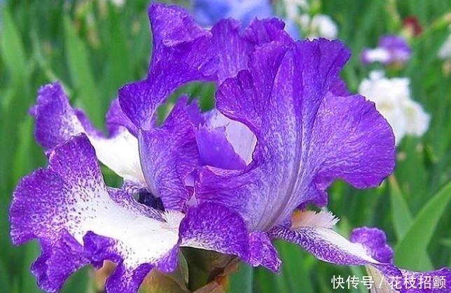 3种花耐旱又耐晒,花开就爆盆,漂亮又好养