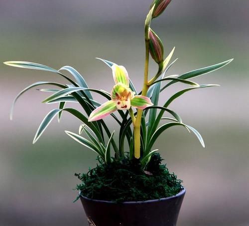 兰花中的“复色奇花”，花色美艳，叶片非凡，自带“神秘感”