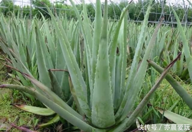 简单|适合卧室养的6种花,好看又实用,养起来也很简单