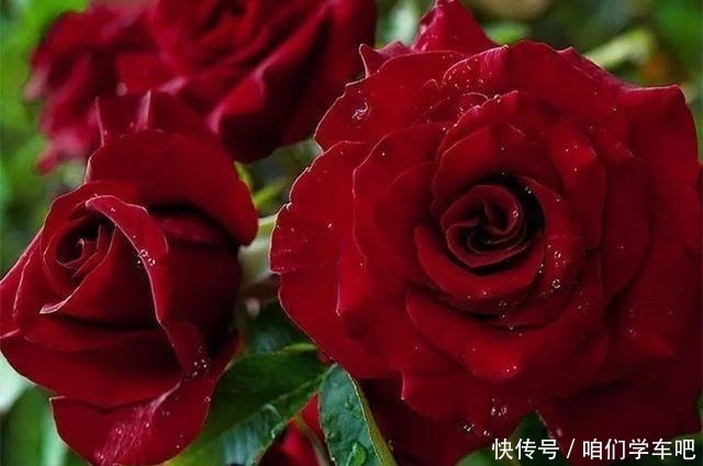 层叠群花|月季土埋“一料”，不黄叶不烂根，7天蹭蹭冒小笋，开出层叠群花！