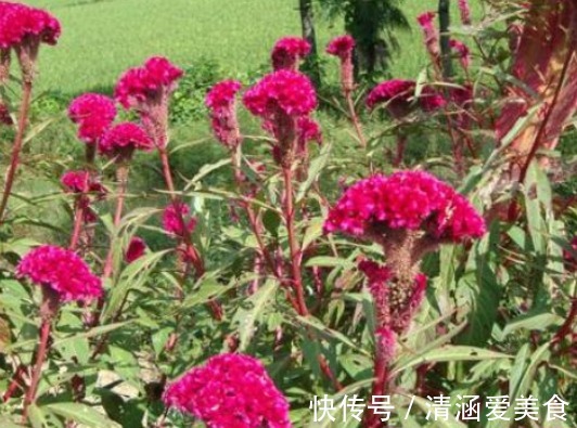 药用价|农村路边一种野花，价值珍贵，药用价值高，营养价值高