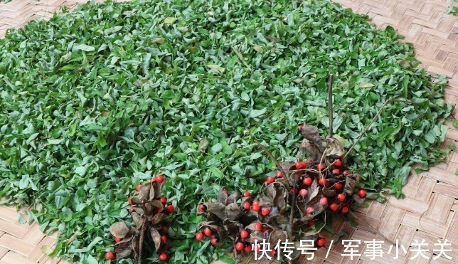 剧毒|在乡野分布有5种野果,全都含有“剧毒”,遇到千万不要采摘误食