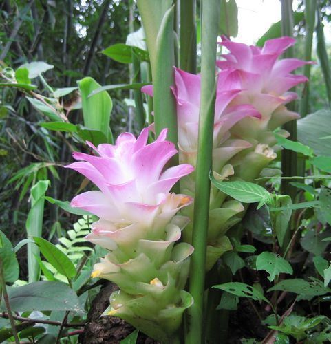 野外常见的1种漂亮花,开花仙气十足,遇到忍不住想带回家