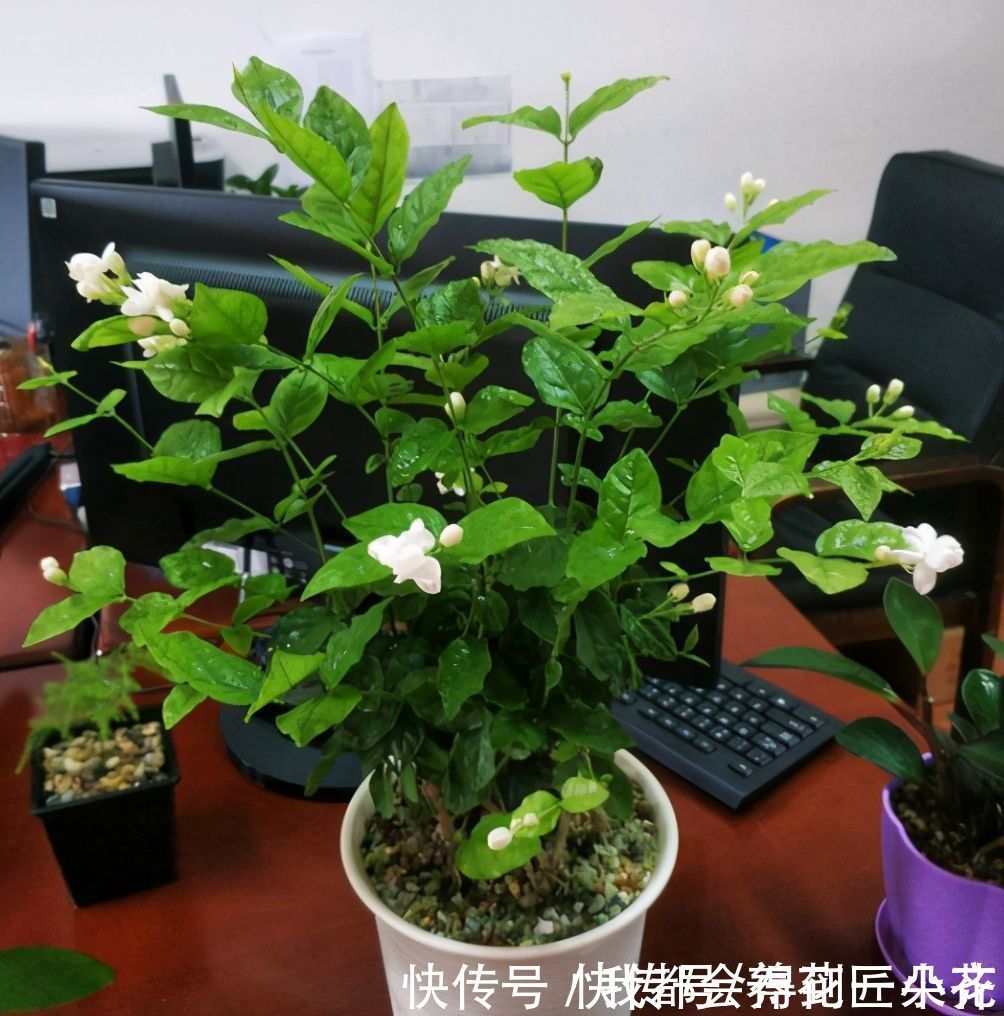 养茉莉花发现4种枝条，正确的方法是及时剪掉，否则会影响开花
