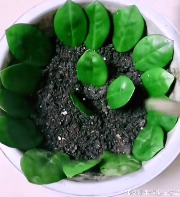 金钱树长得快、蹿新芽，注意一个问题，叶子绿得冒油！