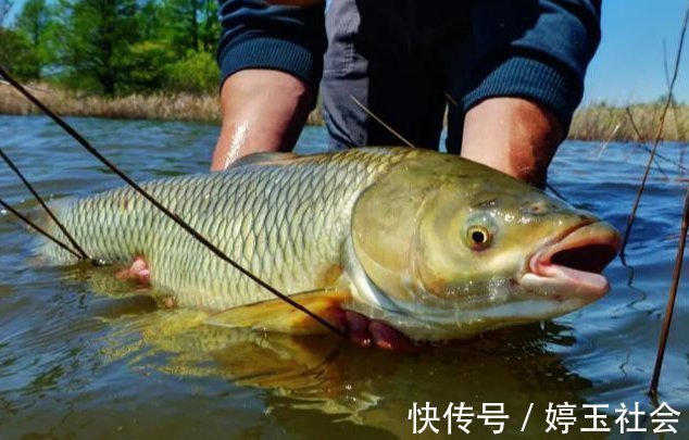 江河|江河钓鱼别担心钓不到鱼,“面饵”的制作和用饵技巧全在这里了!