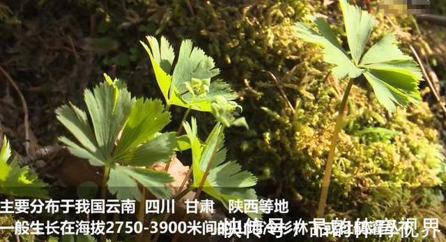 秦岭发现奇特植物，只有一叶一花，很娇弱却从恐龙时代生存到现在