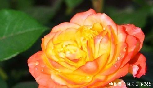 喜欢玫瑰,不妨养“珍稀名品”宠爱小姐,金蕊红衣,香气甜润!