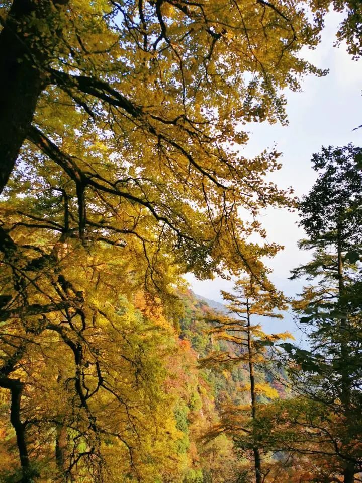 杭州|梦幻！杭州绝美“万年银杏”黄了，景区发布最新通知