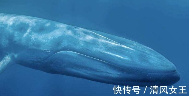 猛犸洞|10个冷知识,那些很少有人知道的世界之最