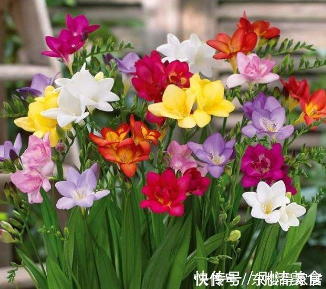 香雪兰香雪兰|邻居阳台只养3种花,开花后,惊艳了全小区,纷纷来参加!