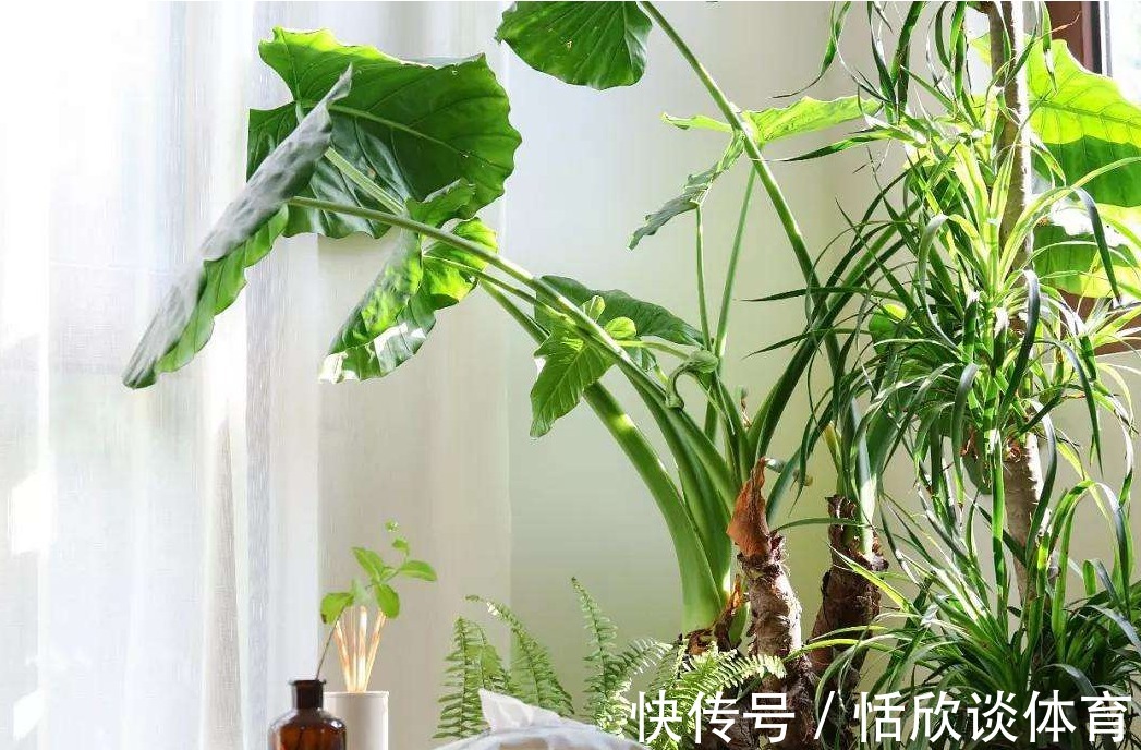 客厅|绿色植物摆在这三个位置，家中财神不请自来，看看你摆错了吗？