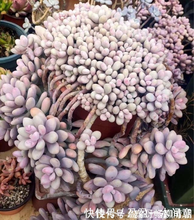 玉树|花盆越浅，开花越多，不信你试试！花盆越浅，开花越多，不信你试试！