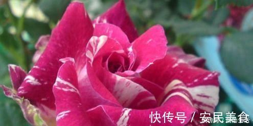 桑葚|失眠成瘾不用怕,这3样东西,去超市称2斤,专克失眠,越睡越香