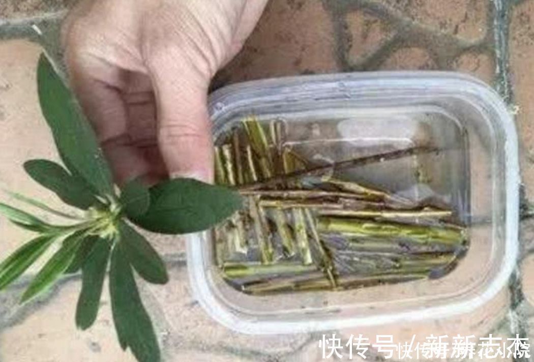 柳树枝|扦插花卉,枝条放2种水里泡一下,生根快容易成活