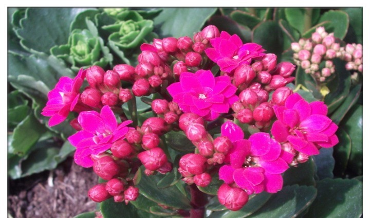 养长寿花，只要盆里埋上“它”，开成一个小花园比花肥还好使