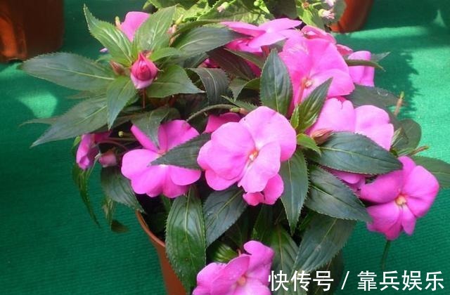 凤仙花|家里养此6种花卉盆栽，好养易活满屋子飘香，美极了！