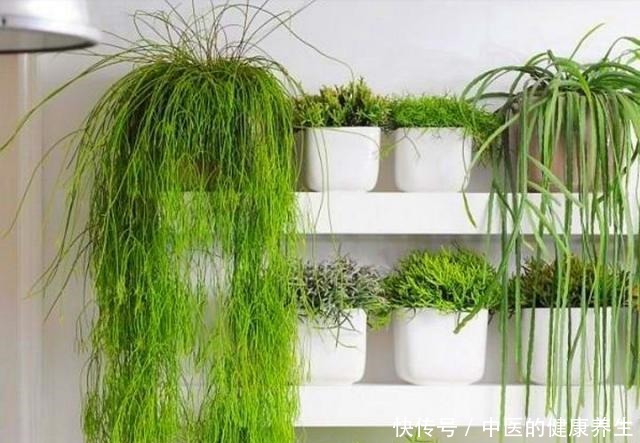 别养绿萝了,这20种耐阴植物,养在家里更合适!