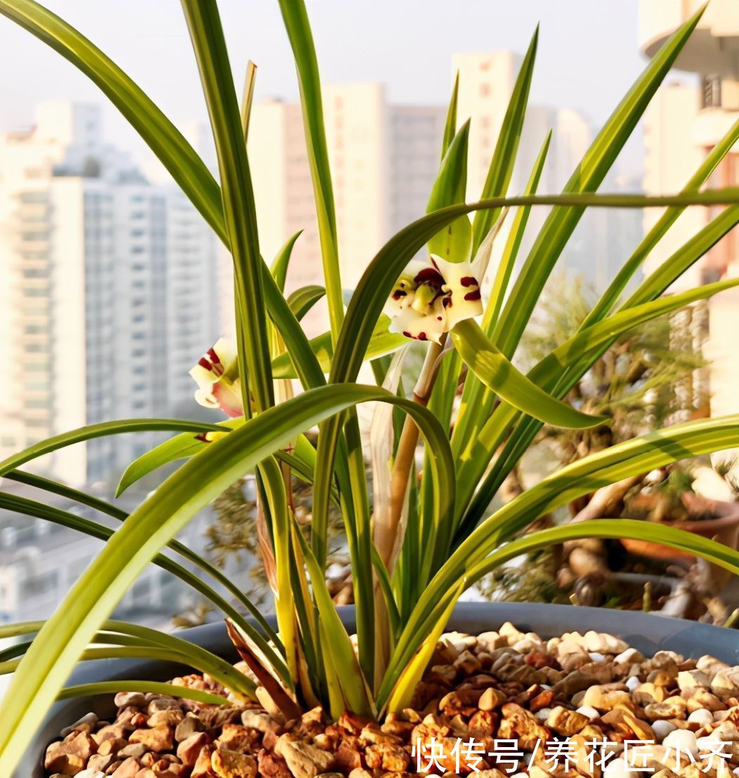 发黄|不要小瞧5月的太阳，这12种花赶紧遮阴养，晒太阳容易叶片枯黄