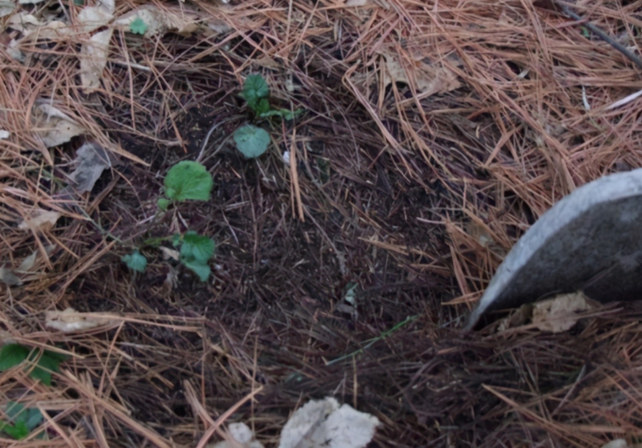 野外随便捡回家的松针，需要经过哪些“加工”才能养花补肥