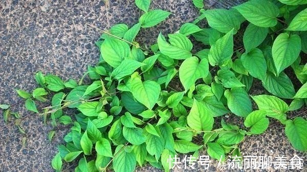 白毛鸡屎藤|闻着臭,吃着香,嫩用是菜,晒干是药,作用真不小,你或许见过