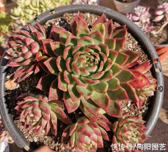 露台|多肉养的是开心，养得太多就不好了，有露台还好，室内不要养太多