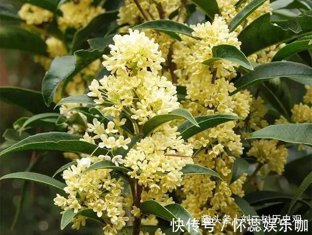 桂花树|“四树进宅,镇宅旺财”,这4种吉祥植物家里一定要有一盆