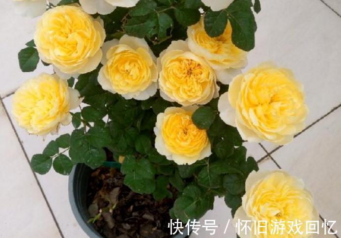 到了1月该不该修月季？掌握住3个技巧，养出又多又壮的新枝