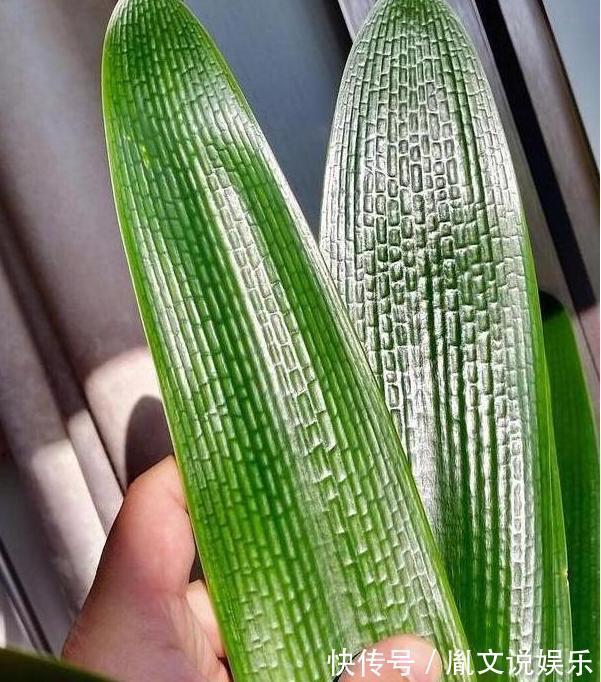 君子兰养半年没变化,爷爷只用一勺它,像打了鸡血般开花爆盆