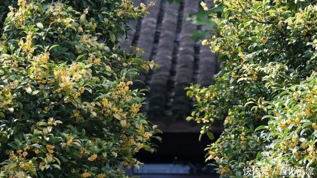 “桂花门前栽，贵人立门内”这4个地方不宜栽桂花树，看完明白了