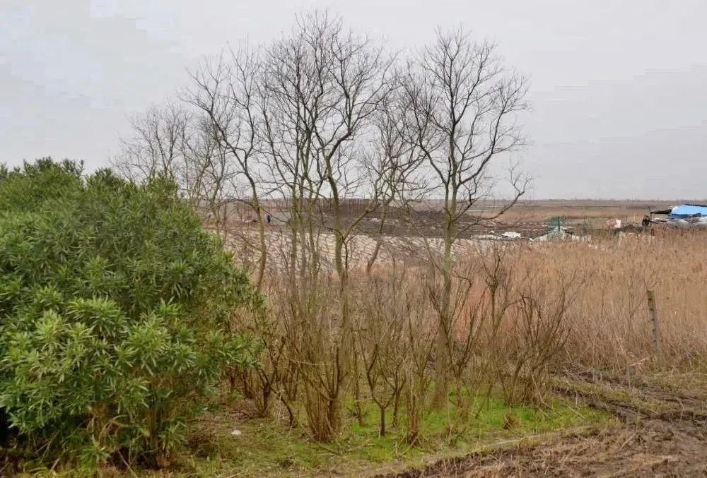 浦东|10260亩！浦东秋季又添新绿，线下版“蚂蚁森林”了解一下→