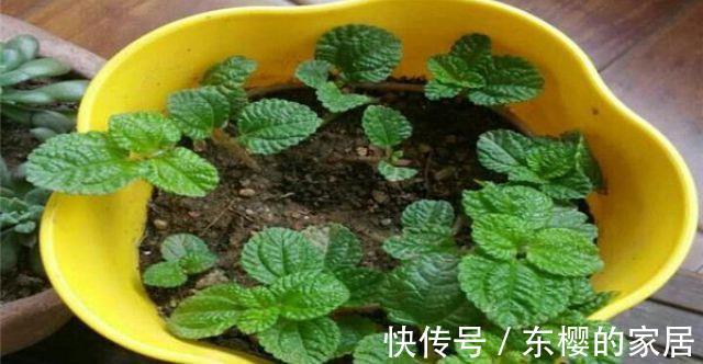 净化器|养花试试这几款，是种有净化功能的花卉植物，养护简单